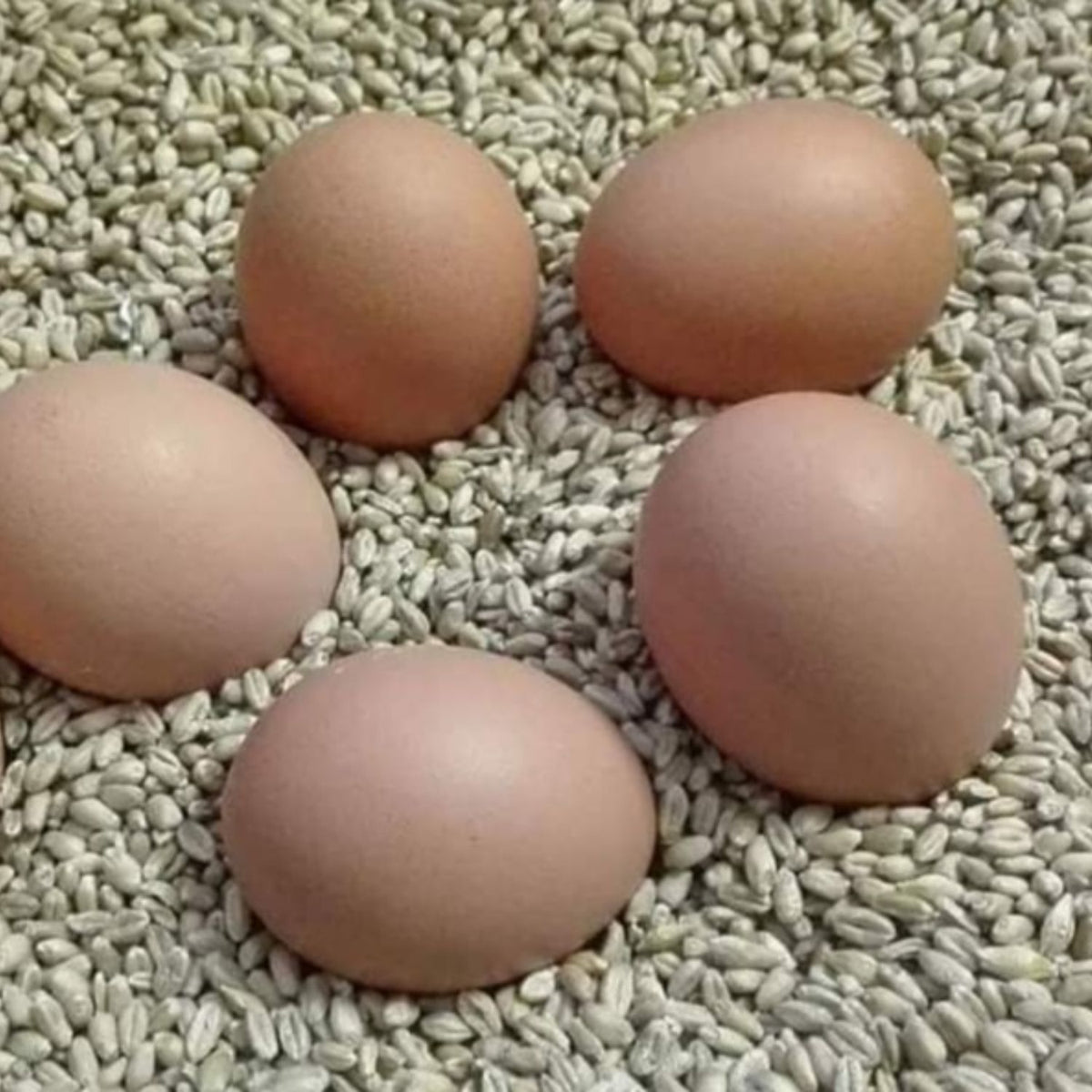 Eier 'Fisser Goggala'