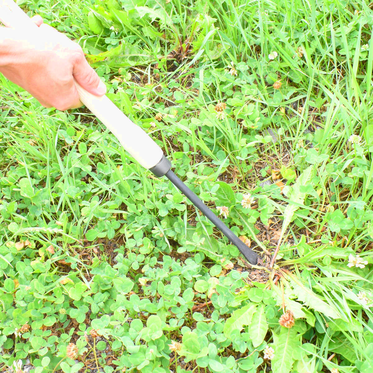 Unkrautstecher DM 10 mm mit 48 cm Eschenholzstiel Gesamtlänge: 70,5 cm Gewicht: 350 gr - Handgeschmiedet in Deutschland