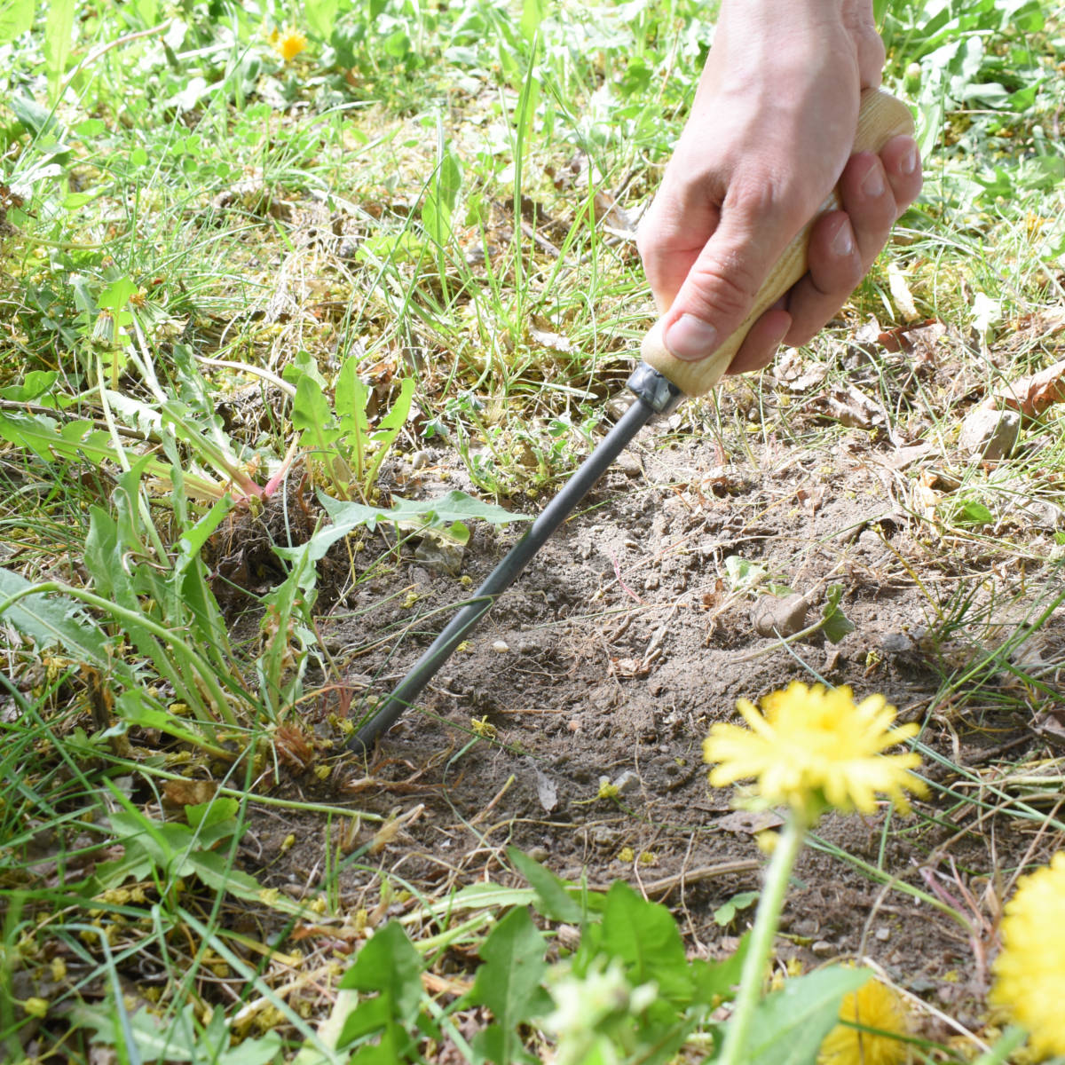 Unkrautstecher mit Eschenstiel Grifflänge: 14 cm Gesamtlänge: 36 cm Gewicht: 200 gr handgeschmiedet in Deutschland