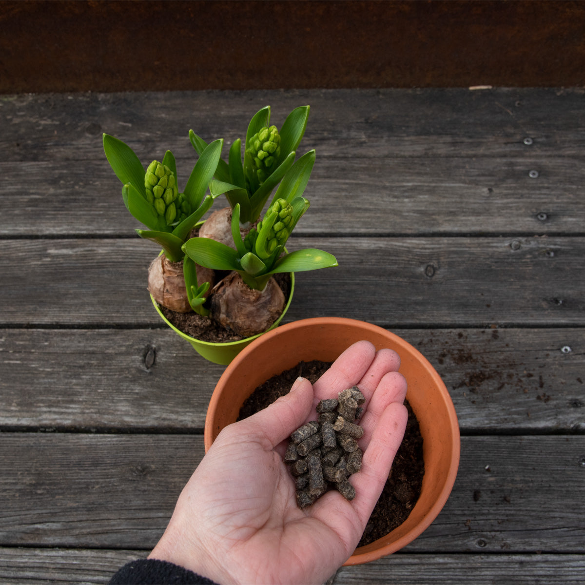 Reine Natur-Schafwoll-Düngepellets für Obst, Gemüse und Blumen | in verschiedenen Größen | aus Österreich