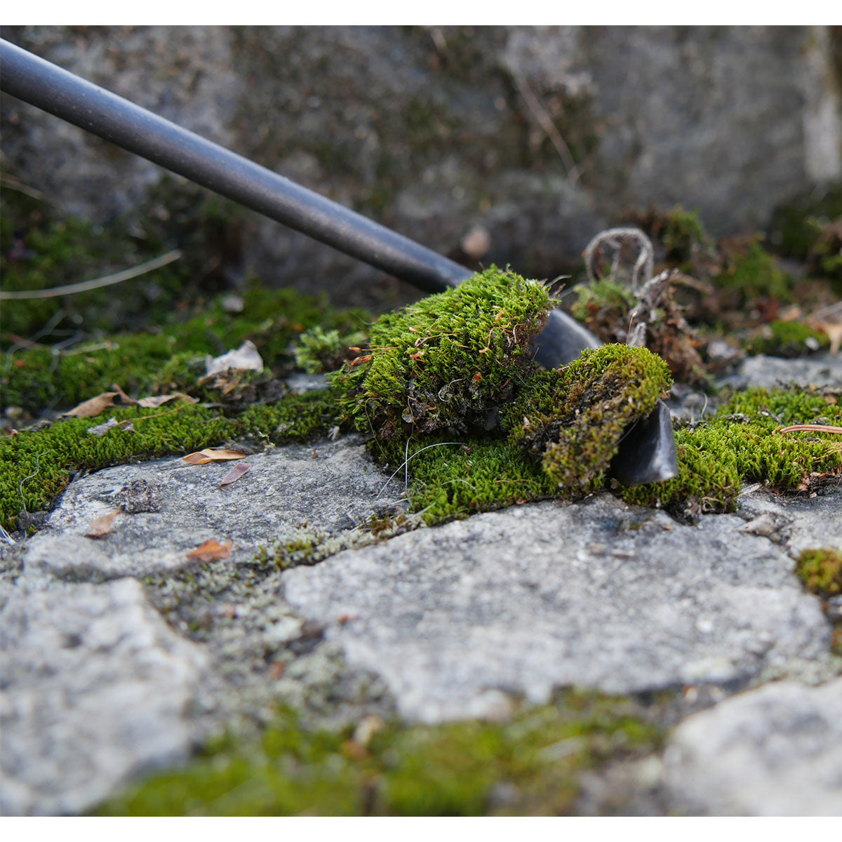 Cape-Cod-Weeder für Linkshänder | 14 cm Eschenholzgriff | inkl. gratis Schleifstein | 100% Handarbeit aus Deutschland