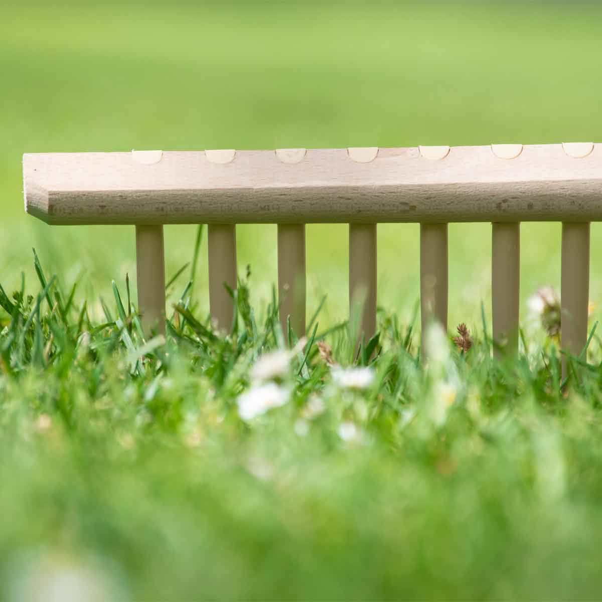 Hochwertiger Rasenrechen | 28 Kunststoffzinken | 67 cm Buchen-Rechenhaupt | 180 cm Lindenholzstiel | Made in Austria