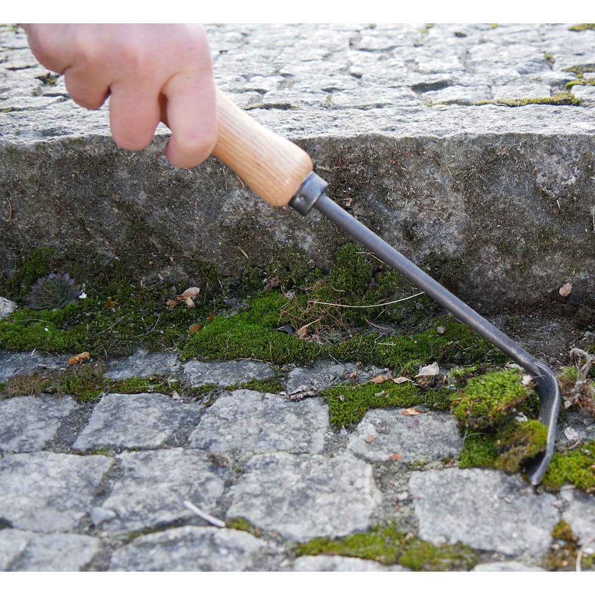 Cape-Cod-Weeder für Linkshänder |  14 cm Eschenholzgriff |  inkl. gratis Schleifstein